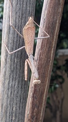 Stagmomantis