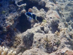 Thalassoma nigrofasciatum