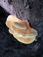Laetiporus conifericola