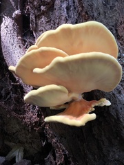 Laetiporus conifericola