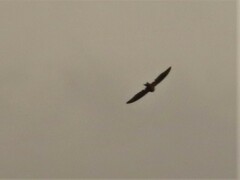 Hirundo rustica