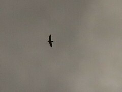 Hirundo rustica