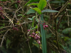 Cestrum