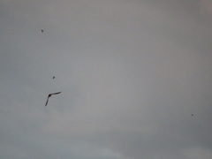 Hirundo rustica