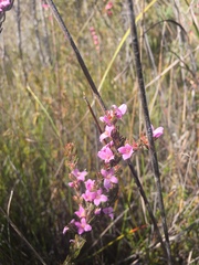 Boronia