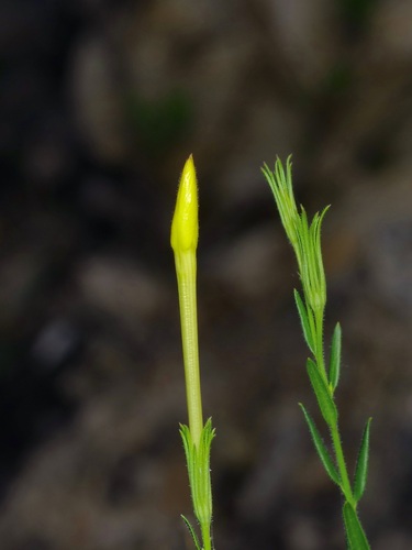 Image of Showy Menodora (Menodora longiflora) by (c) Michelle W. （鍾偉瑋）, some rights reserved (CC BY)