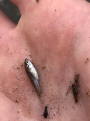 Fundulus parvipinnis