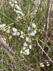 Acacia hastulata