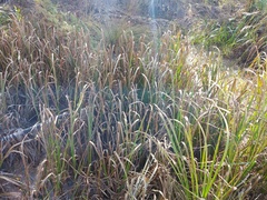Carex rostrata