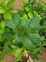 Hymenodictyon orixense