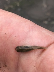 Fundulus parvipinnis