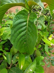 Hymenodictyon orixense