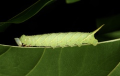 Marumba dyras