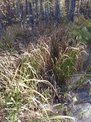 Carex rostrata