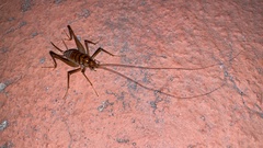 Rhaphidophoroidea