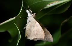 Oxyodes