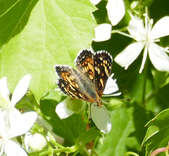 Phyciodes picta
