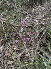 Boronia crenulata