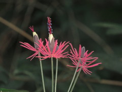 Pavonia multiflora