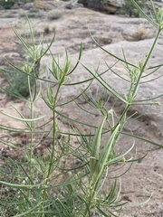 Asclepias subverticillata