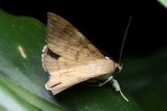Oxyodes