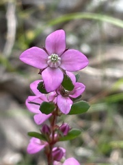 Boronia crenulata