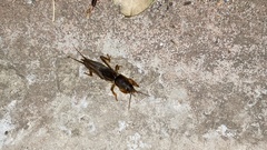 Gryllotalpa orientalis