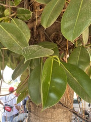 Ficus elastica