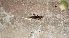 Gryllotalpa orientalis