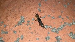 Gryllotalpa orientalis