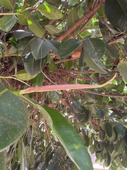 Ficus elastica