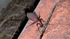 Carabus smaragdinus