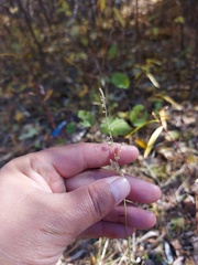 Beckmannia syzigachne