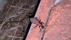 Carabus smaragdinus