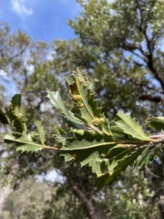 Banksia ilicifolia
