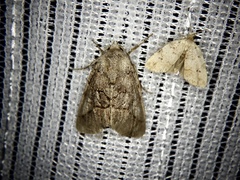 Protomiselia bilinea