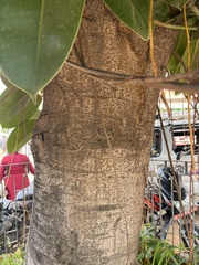 Ficus elastica