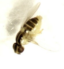 Thaumatomyia glabra