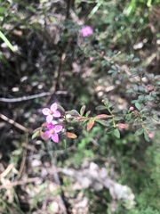 Boronia gracilipes