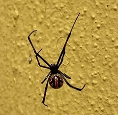Latrodectus hesperus
