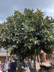 Ficus elastica