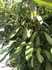 Prunus laurocerasus