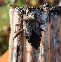 Piezogaster calcarator