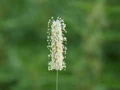 Phleum