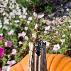 Piezogaster calcarator