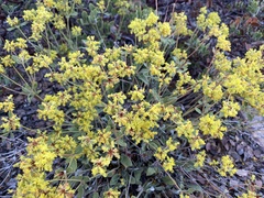 Eriogonum umbellatum