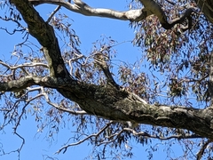 Climacteris picumnus