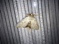 Cnethodonta grisescens