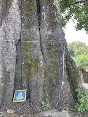 Ficus religiosa