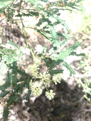 Acacia pentadenia